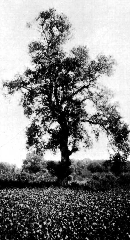 Tree from which Mullá Ḥusayn was Shot